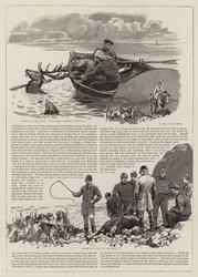 エクスムーアのワイルドレッドディアの追跡